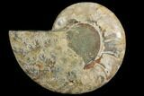 Bargain, Agatized Ammonite Fossil (Half) #111518-1